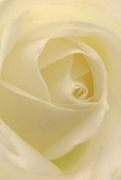 This close-up of a classic ivory rose, meticulously crafted by the talented floral team in Hook, reveals the intricate swirls of its flawless petals, each layered in quiet harmony. The texture, creamy and luxuriously soft, invites you to imagine the velvet coolness beneath your fingertips. Subdued light caresses every fold, accenting the interplay of creams and pale lemon hues and filling the room with a sense of timeless calm-much like the serenity that settles over King's Road at dawn. There is an atmosphere of anticipation and gentle celebration in this image, the rose radiating purity and grace with every curving petal. The subtle, sweet scent that naturally accompanies this bloom seems to linger in the air-a hallmark of both exquisite craftsmanship and the natural elegance found in Hook's finest flower arrangements. Ideal for expressing sympathy or heartfelt congratulations, this rose stands as a testament to the thoughtful artistry of our local florists, ensuring each bouquet sent across Hook delivers the perfect blend of comfort, respect, and understated sophistication.